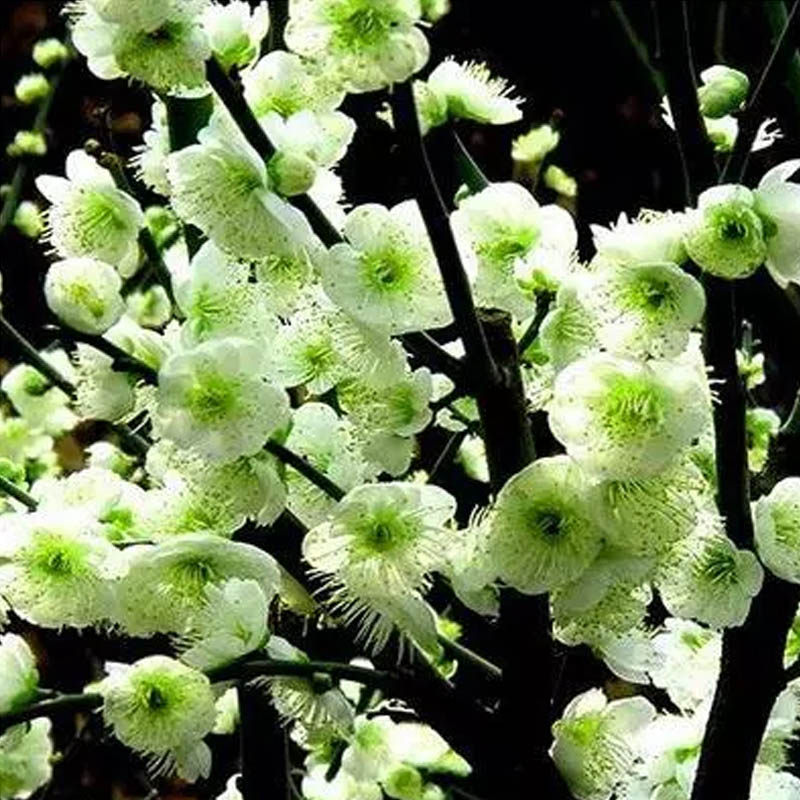 阳台庭院开花植物绿梅盆景树桩抗寒花盆栽地栽耐寒绿萼梅花苗绿植