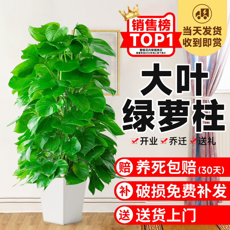 大叶黄金葛柱盆栽绿植大型室内除甲醛净化空气四季好养黄金葛