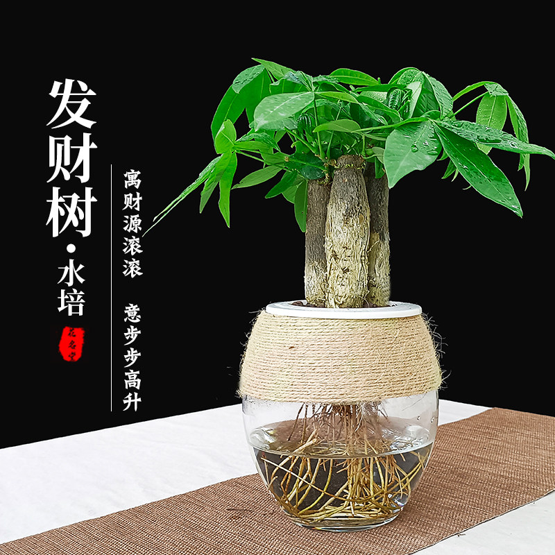发财树小盆栽培养绿植物花盆景室内四季常青
