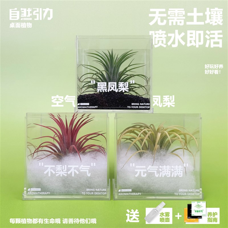 自然引力-空气凤梨净化空气吸甲醛新手好养室内绿植