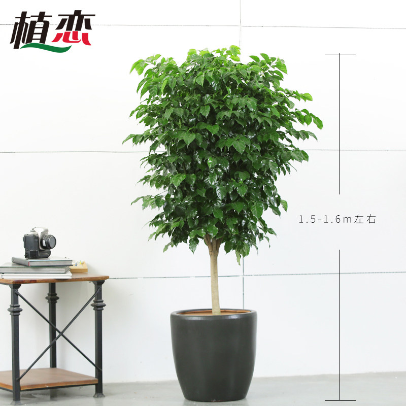 绿宝幸福树盆栽室内植物绿植盆景开业送苏州上海配送