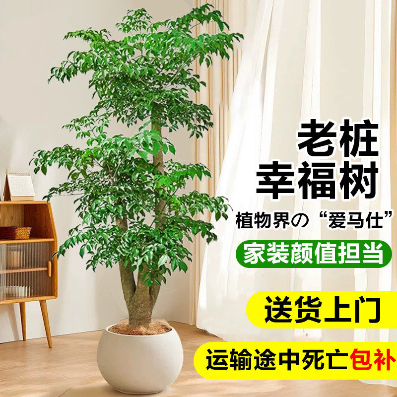 幸福树盆栽老桩型绿植室内净化空气吸甲醛庭院好养植物盆景