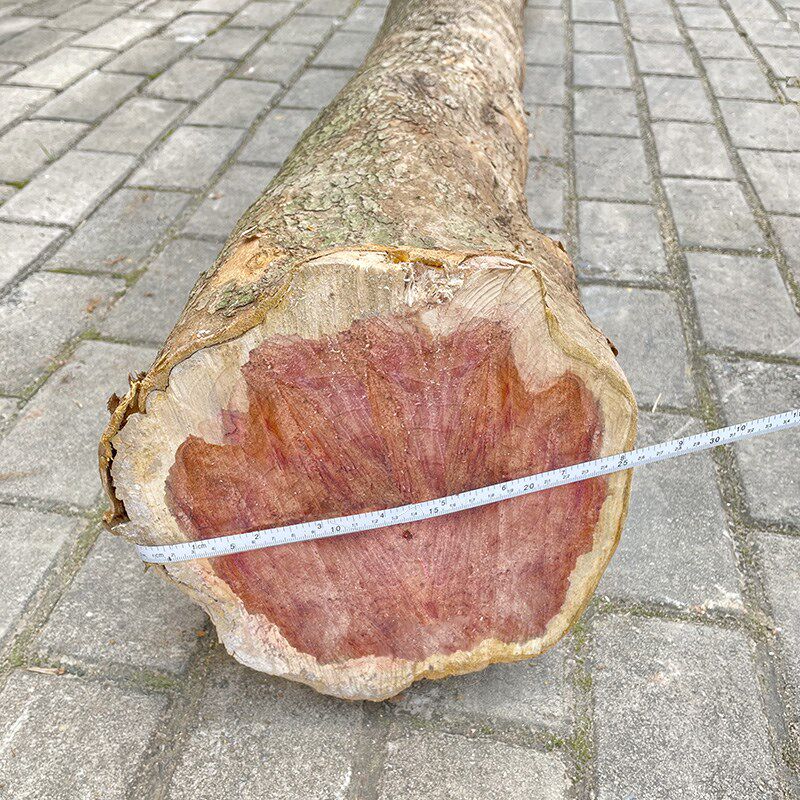 红豆杉木雕工艺品赤柏松原木雕刻把件红木杯品项 手工红木雕刻用