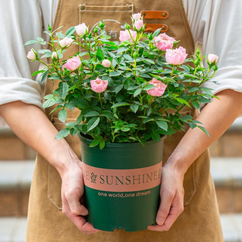粉色玫瑰花盆栽花苞室内阳台开花室外花卉植物绿植月季花苗