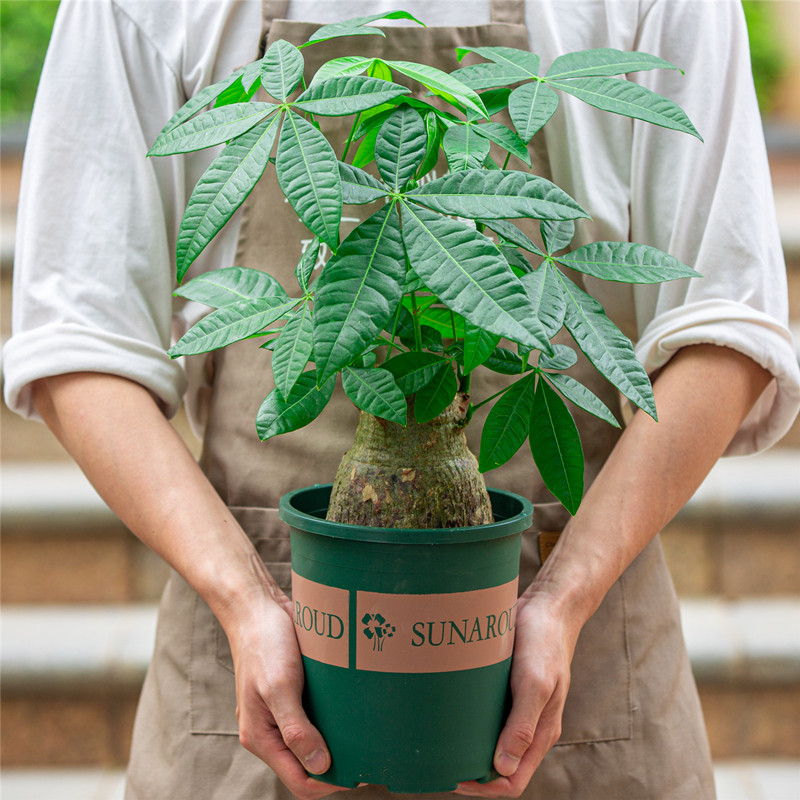 发财树盆栽室内净化空气植物阳台老桩树苗花卉绿植吸甲醛盆景
