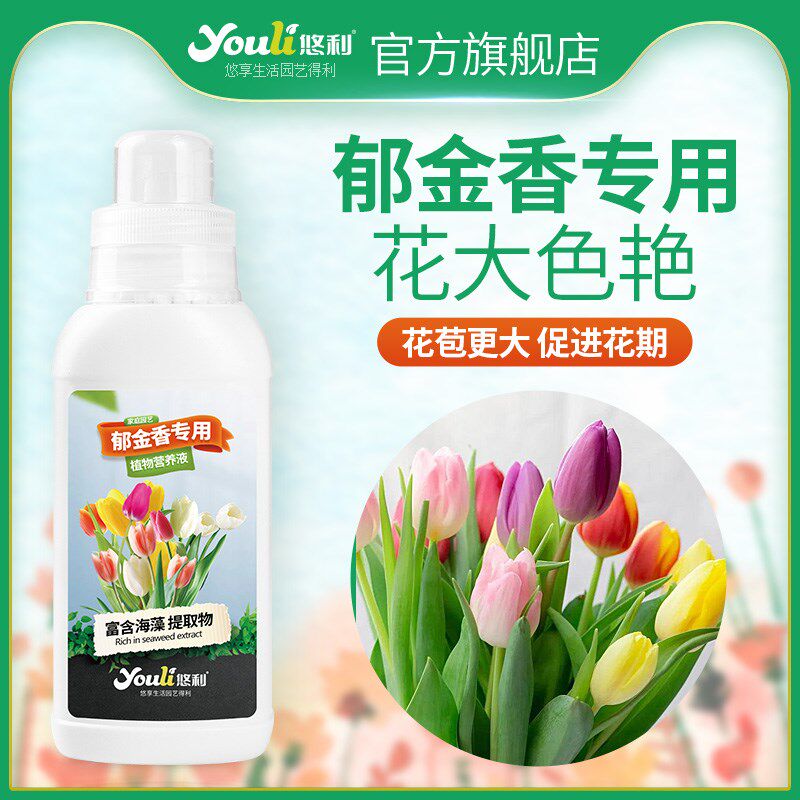悠利郁金香培营养液肥盆栽种球花种花苞盆栽花艳