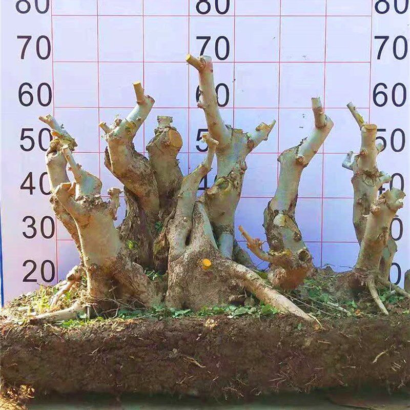 对节白蜡盆景半成品老桩素材容活楼顶庭院阳台绿植吸甲醛