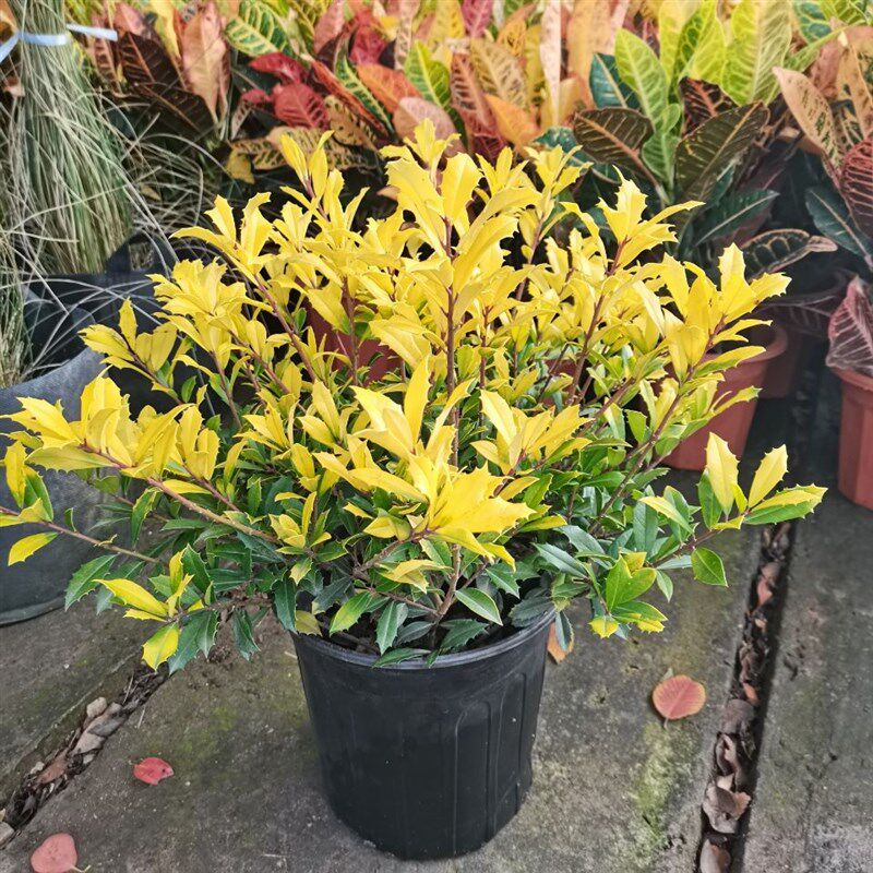 黄金构骨盆栽树苗灌木庭院花镜观叶植物耐寒热原土发货好养