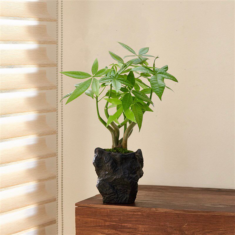 奇趣发财树盆栽招财植物室内花卉室小绿植四季好养活