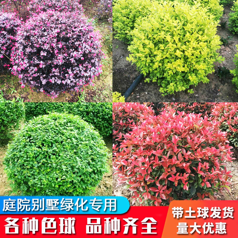 庭院别墅绿化色球类植物红叶石楠冬青红花继木金叶小叶女贞茶梅球