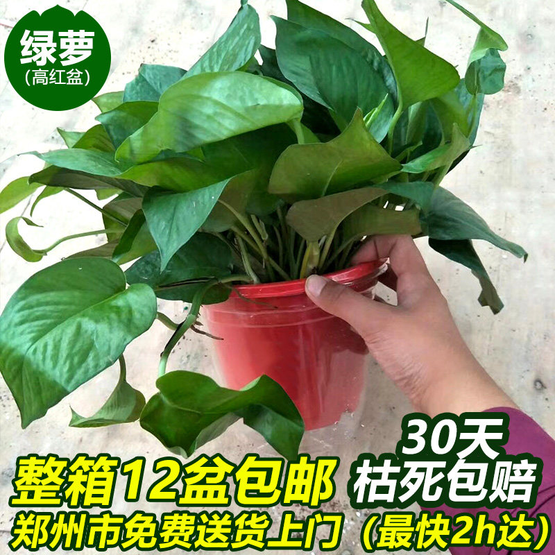绿萝自吸叶绿航绿萝培植物绿植花卉盆栽室内吸甲醛净化空气