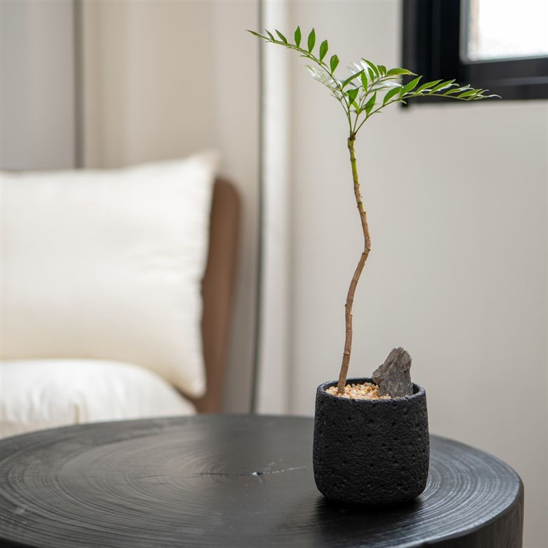 十大功劳单棵造型盆景客厅茶室内桌面小众绿植盆栽奇特植物好养活