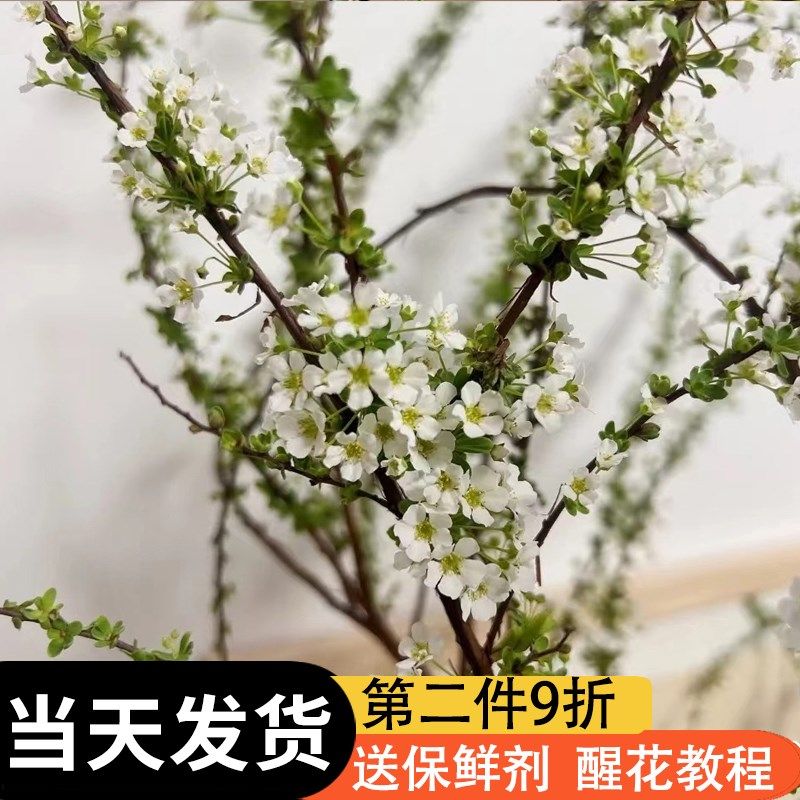 雪柳真花干枝条水养新鲜支盆栽云南基地直发客厅摆设龙柳花瓶插花,鲜花速递/花卉仿真/绿植园艺,花材,淘宝优惠券,粉丝福利购,淘宝优惠卷