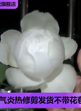 伊芙婚礼之路月季多季开大花浓香花苗白色玫瑰盆栽阳台观花植物