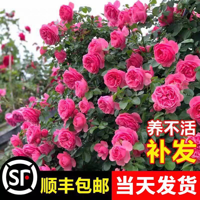 大游行藤本月季花苗阳台玫瑰花卉爬墙植物四季开大花爬藤浓香蔷薇