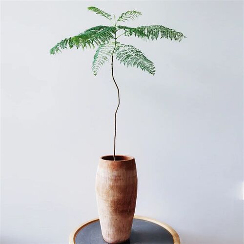 蓝色的花楹盆栽阳台室内书房吸甲醛观叶绿植花园庭院植物易养含盆