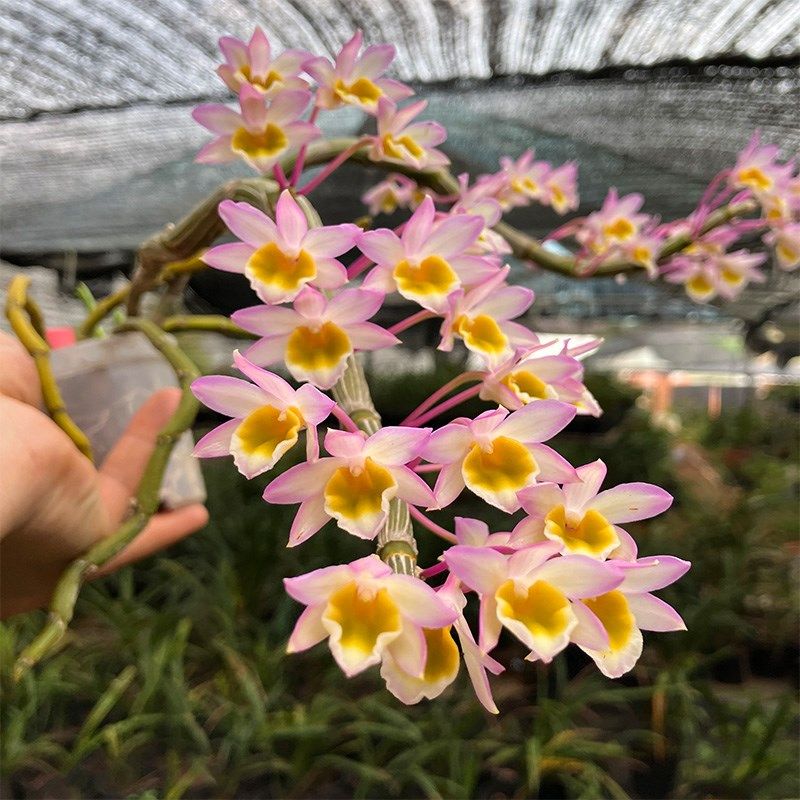 匠人花圃玫瑰石斛春石斛粉色花吊盆板植附生植物兰花好养盆栽耐干