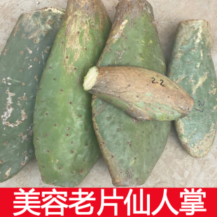 墨西哥邦塔仙人掌美容院仙人掌仙外敷新鲜老仙人掌粉