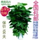 大叶绿萝立柱绿萝大型室内植物常青盆栽绿植养眼环保净化空气