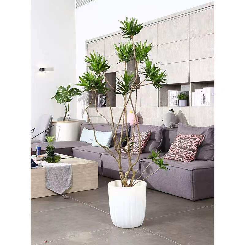 网红百合竹  室内大型盆栽绿植新房室金边百合竹