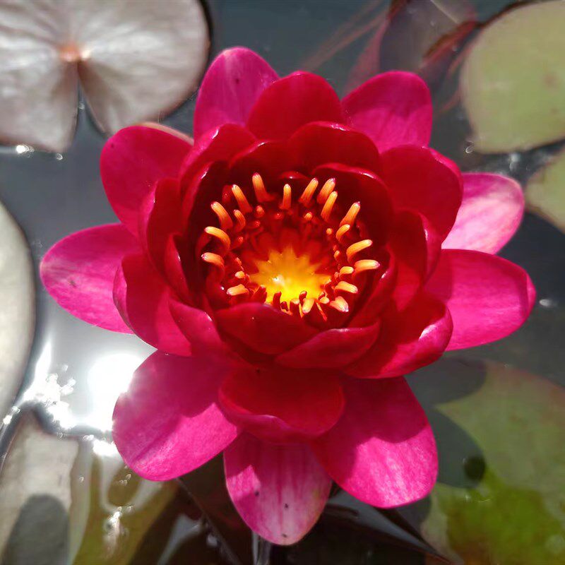 婴儿红 耐寒水生花卉荷花苗重瓣浓香带花苞水池四季睡莲花苗