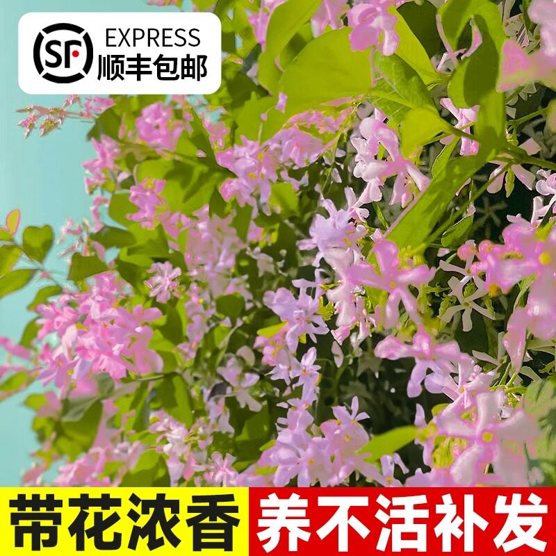 粉色风车茉莉特苗爬藤植物棒棒糖桩庭院阳台盆栽耐寒易活花卉