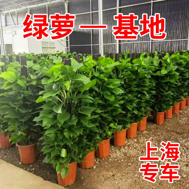 型绿萝绿箩柱绿色前台书房落地盆栽绿植室内室上海