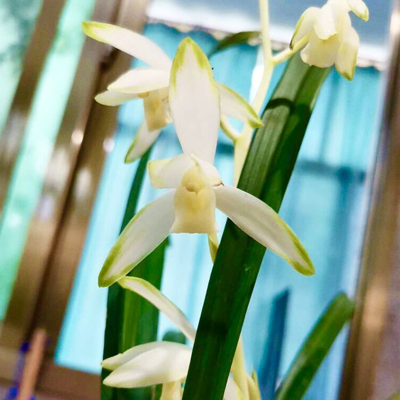 建兰青玉泉兰花室内小清新兰草喜阴花卉盆栽绿植物