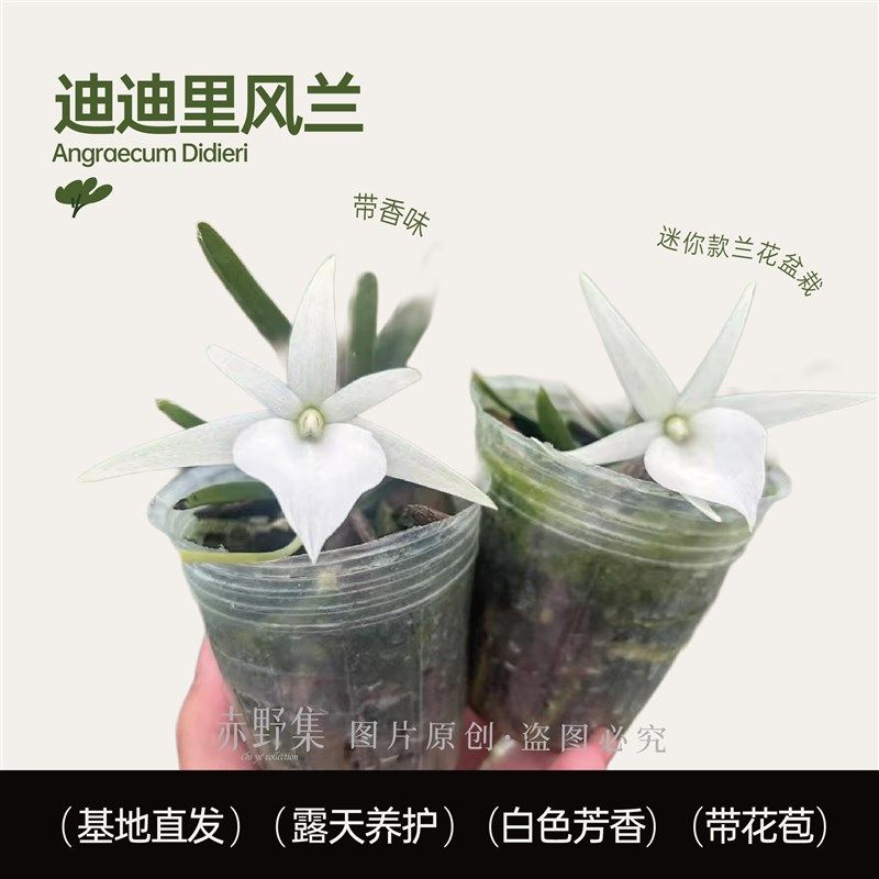 赤野集迪迪里风兰白色兰花花香迷你奇异小众特色花卉植物盆栽