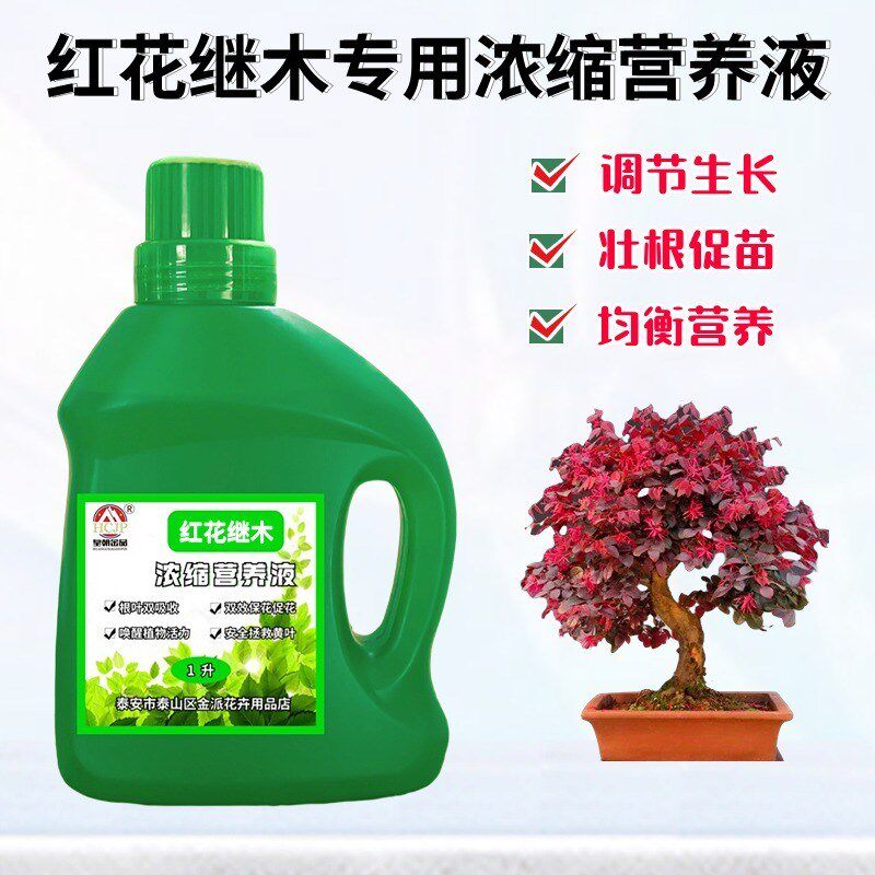 红花继木浓缩营养液庭院树苗造型树老桩盆景小苗绿植养花肥