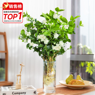 茉莉花水培植物盆栽老桩办公室内绿植桌面好养四季花W期超长的花