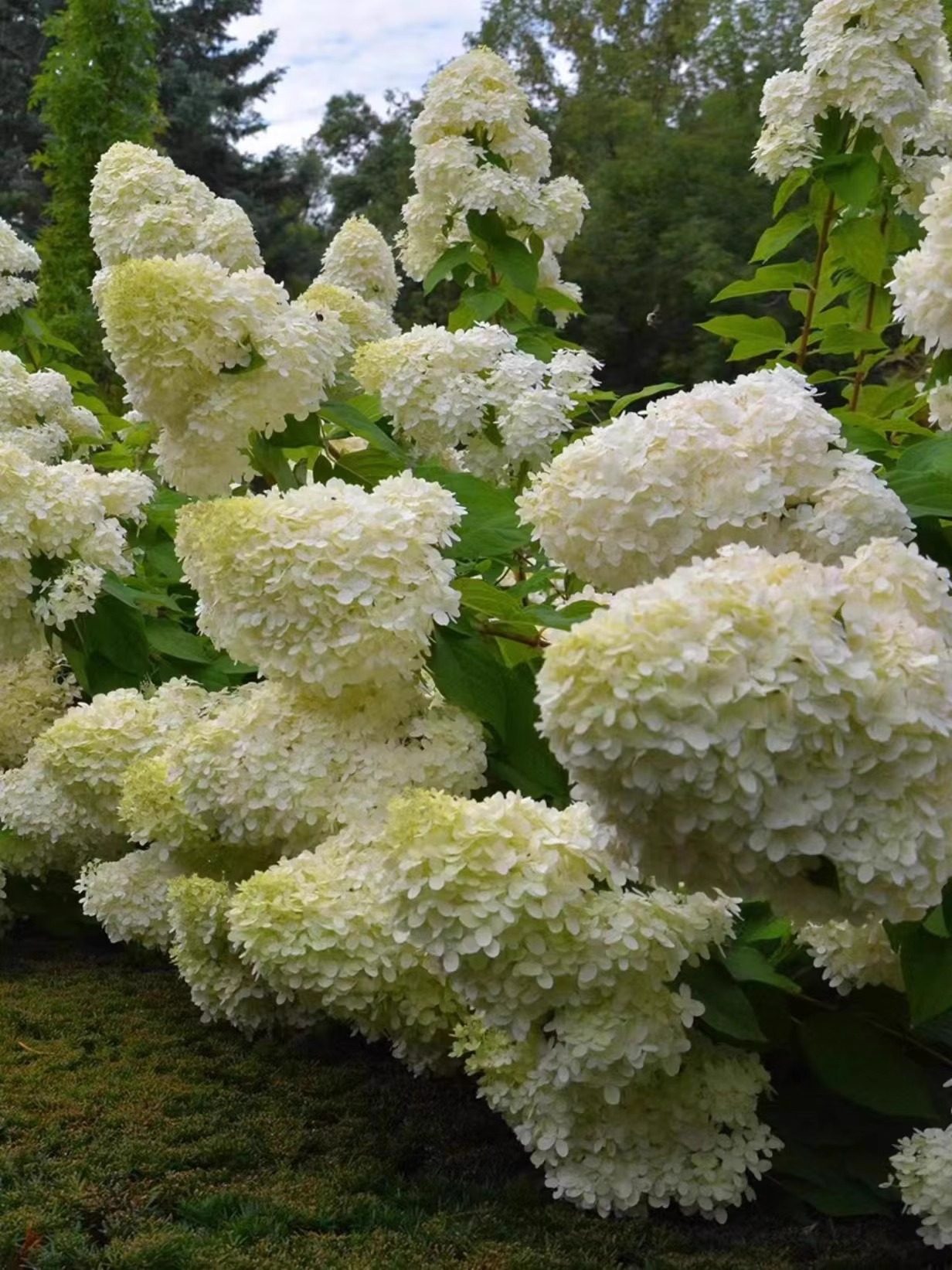 香草草莓圆锥绣球花庭院阳台花卉盆栽石灰庭院耐寒开花