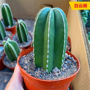 白云阁仙人柱大型多肉植物盆栽仙人掌科室内客厅绿植开花结果进口