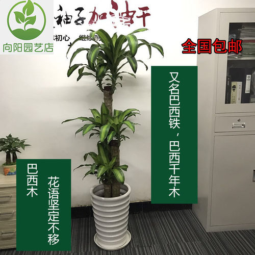 大型办公室客厅盆栽植物绿植巴西木千年木巴西铁树龙血树净化空气