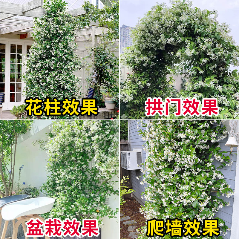 风车茉莉盆栽爬藤植物四季开花带花苞大苗耐阴寒攀爬室外庭院花园