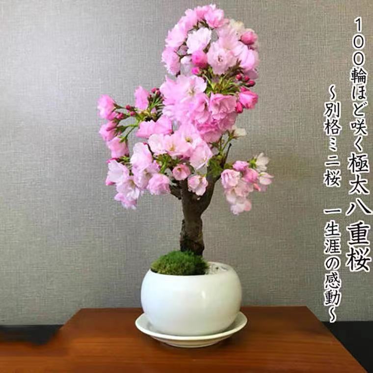 樱花盆栽花卉植物室内外老桩迷你微盆景绿植四季开花不断樱花树苗