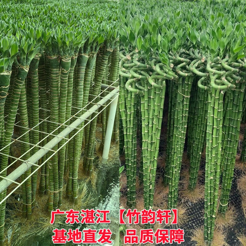 多头龙竹富贵竹转运竹水养水培带根观音绿植物客厅招财节节高文昌