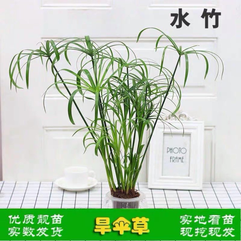 水生水培植物龟水竹盆栽水棕竹鱼缸水池塘 旱伞草风车草苗,宠物/宠物食品及用品,水草,淘宝优惠券,粉丝福利购,淘宝优惠卷