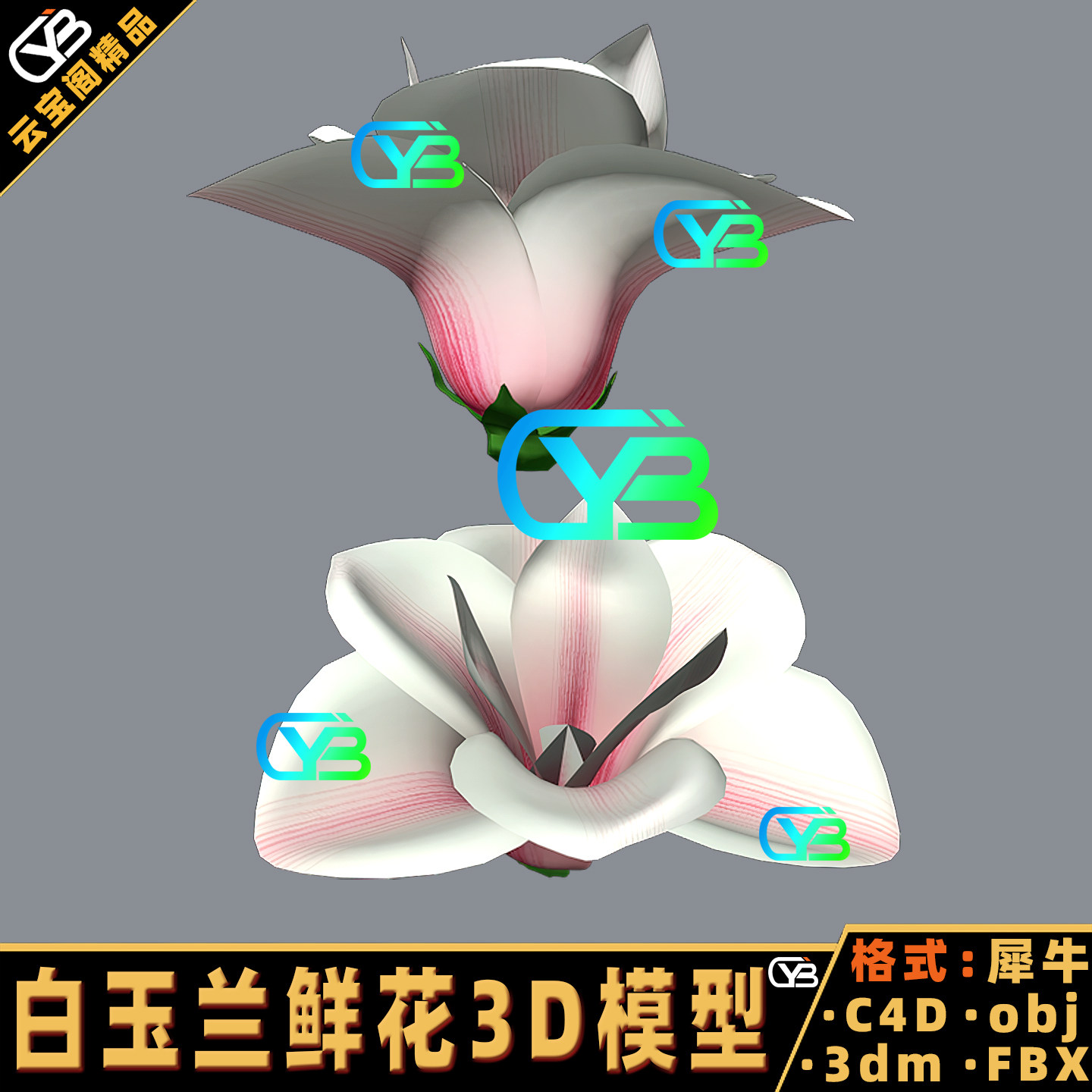 花卉白玉兰花鲜花C4D花朵3D模型blender犀牛建模rhino/3dmax/maya