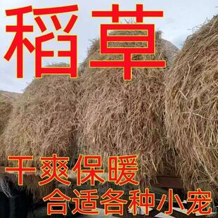 新稻草天然宠物鸡窝草干稻草牛羊猪饲料狗鸭窝草道具谷草秸秆