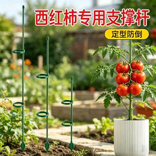 西红柿支撑杆防倒伏植物专用支架龟背竹蝴蝶兰番茄固定神器支撑架
