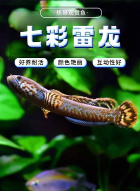 小型七彩热带鱼雷龙雷龙雷龙雷龙包活鱼肉食性巧克力猛鱼鱼观赏鱼