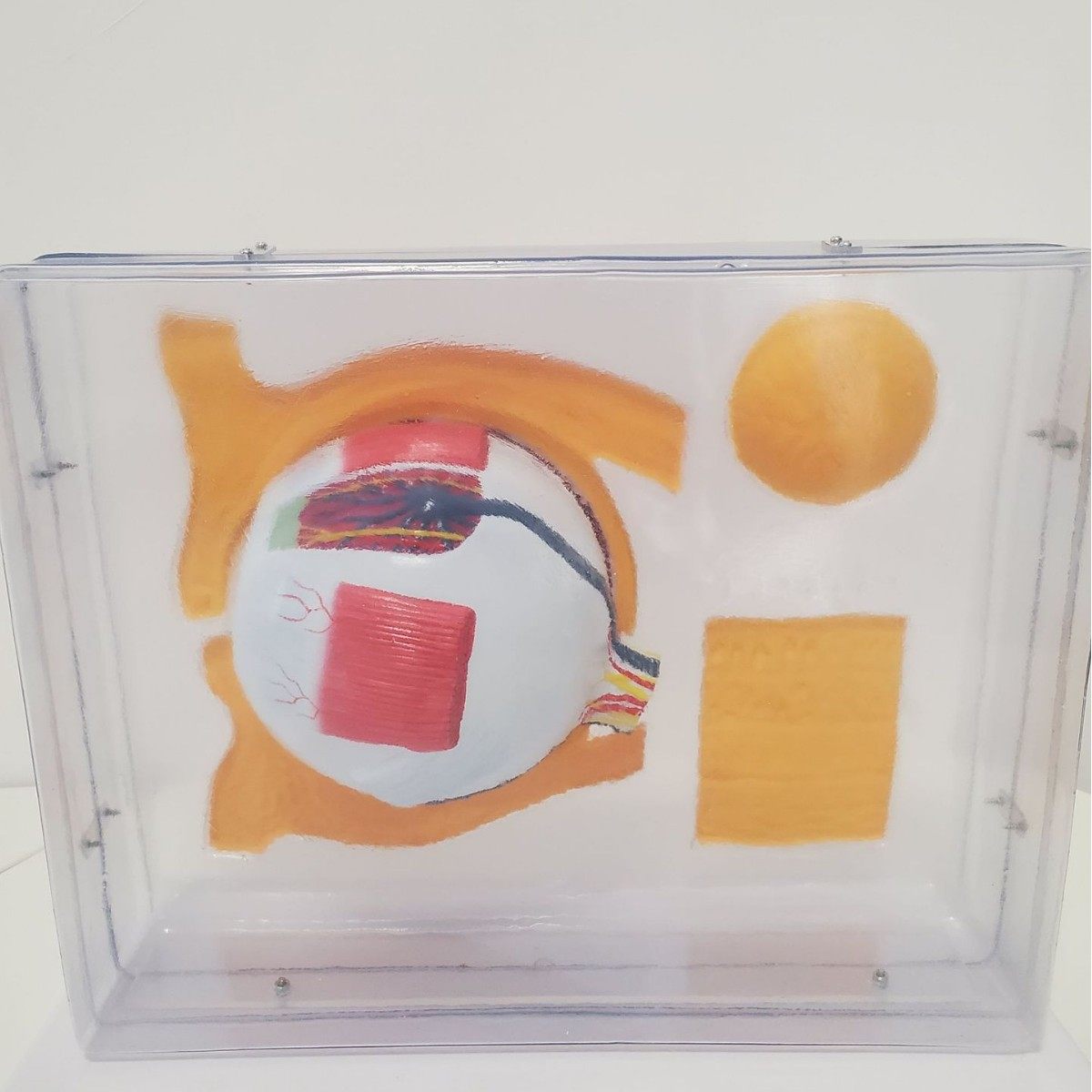 科教生物眼示教放大模型生物教学模型眼示教放大教学器材,文具电教/文化用品/商务用品,教学标本/模型,淘宝优惠券,粉丝福利购,淘宝优惠卷