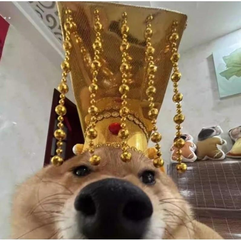 柴犬皇帝帽子皇上驾到创意猫狗搞笑皇帝头套古代九五之尊头饰配饰