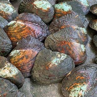 珍珠蚌活蚌自己开 珍珠河蚌活蚌老蚌珍珠蚌壳自己开 珍珠不规则