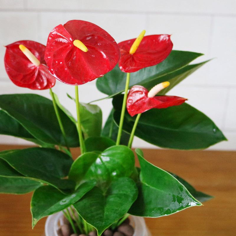 水培红掌粉掌室内花卉盆栽观叶观花水养植物防辐射净化空气绿植