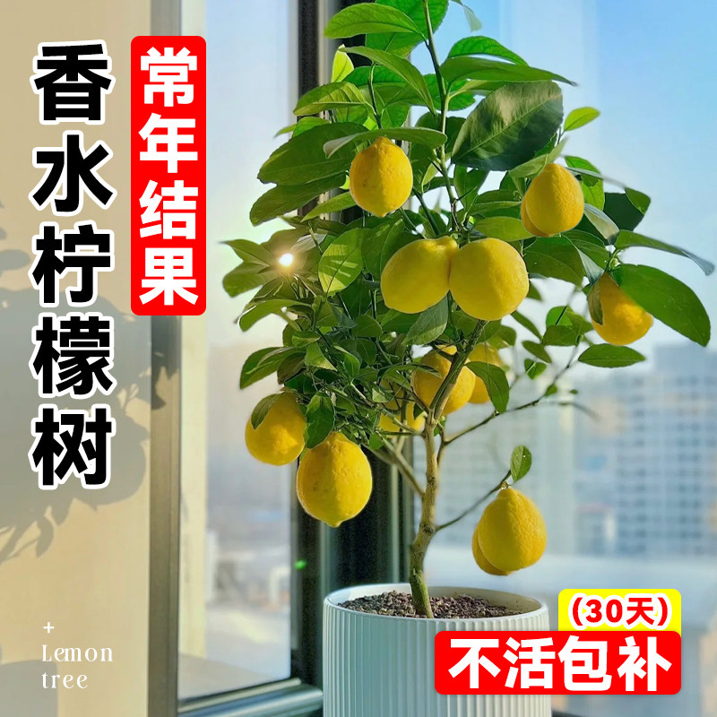 香水柠檬树苗盆栽带果可食用室内阳台客厅绿植物四季开花卉好养活