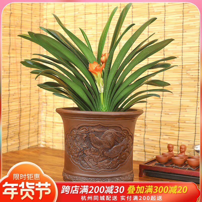 绿森君子兰开花盆栽客厅办公室高档绿植开业乔迁送礼兰花盆景好养