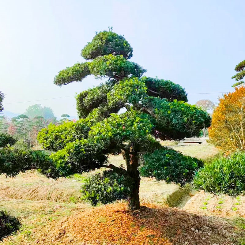 罗汉松造型树罗汉松地栽盆栽小叶雀舌罗汉松庭院别墅鱼池假山种植
