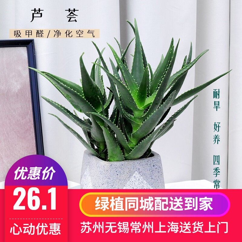芦荟 不夜城净化盆栽可食用搽脸绿植植物 阳台窗台喜阳